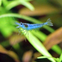 Neocaridina Heteropoda Blue aura 1cm